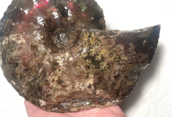 Ammolite Placenticeras Intercalare  153x122mm ***Free Shipping***  AF-59  Ammolite  Ammonite Fossil