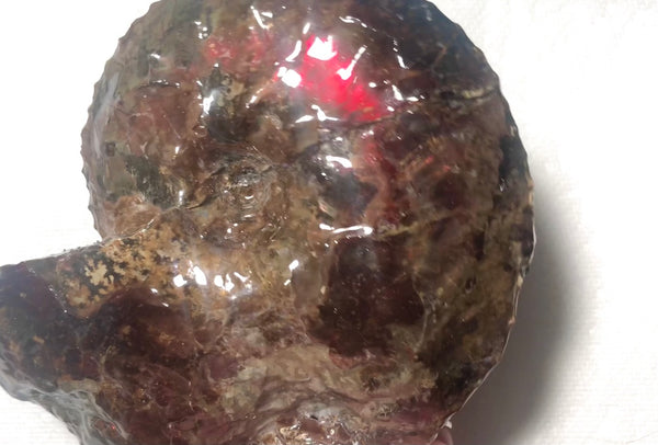 Ammolite Placenticeras Intercalare  153x122mm ***Free Shipping***  AF-59  Ammolite  Ammonite Fossil