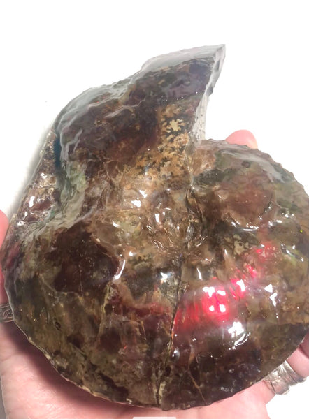 Ammolite Placenticeras Intercalare  153x122mm ***Free Shipping***  AF-59  Ammolite  Ammonite Fossil