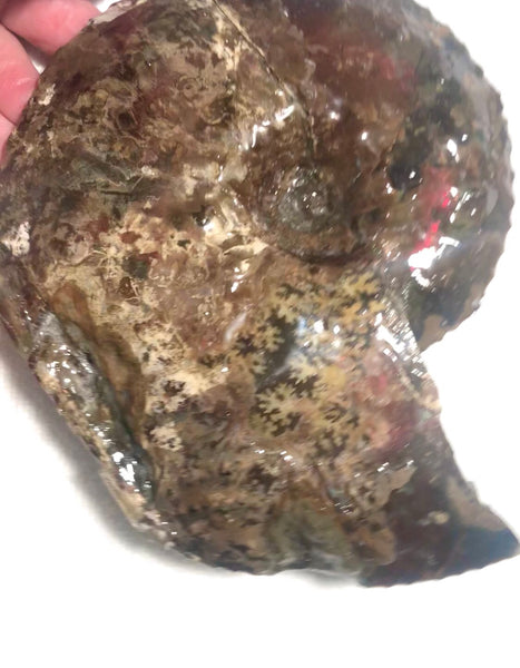 Ammolite Placenticeras Intercalare  153x122mm ***Free Shipping***  AF-59  Ammolite  Ammonite Fossil