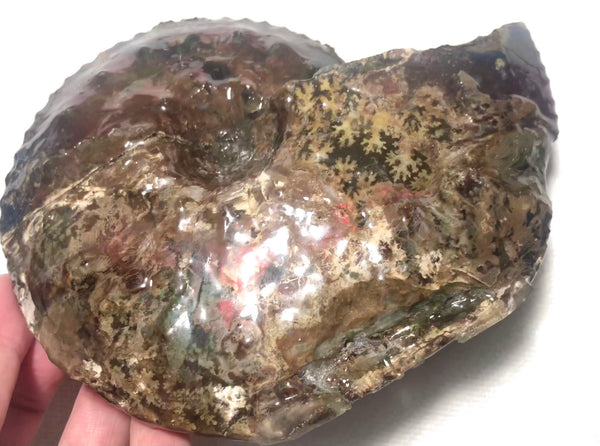 Ammolite Placenticeras Intercalare  153x122mm ***Free Shipping***  AF-59  Ammolite  Ammonite Fossil