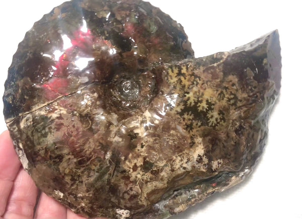 Ammolite Placenticeras Intercalare  153x122mm ***Free Shipping***  AF-59  Ammolite  Ammonite Fossil