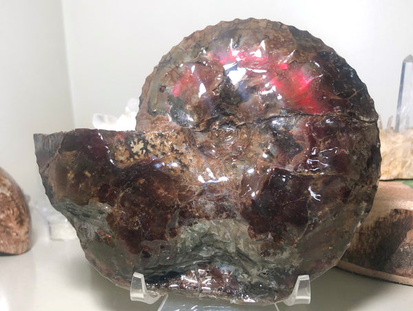 Ammolite Placenticeras Intercalare  153x122mm ***Free Shipping***  AF-59  Ammolite  Ammonite Fossil