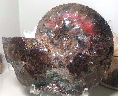 Ammolite Placenticeras Intercalare  153x122mm ***Free Shipping***  AF-59  Ammolite  Ammonite Fossil