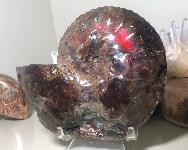 Ammolite Placenticeras Intercalare  153x122mm ***Free Shipping***  AF-59  Ammolite  Ammonite Fossil