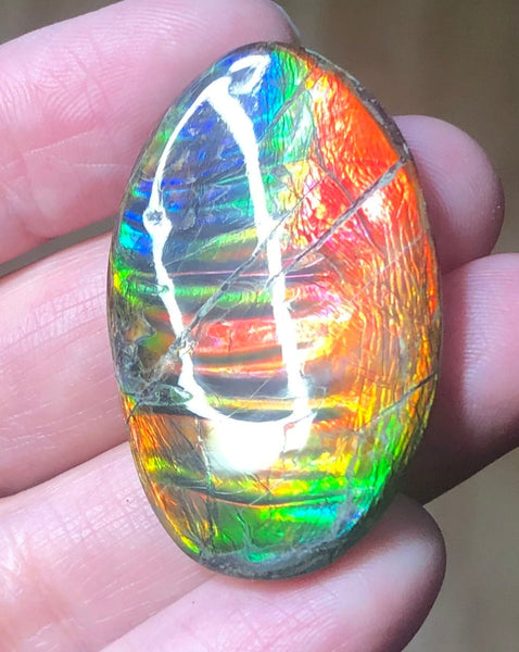Auction Closed! Free shiping🌈🌈Auction!! **Please read the description** Rainbow Striatons! Natural hand polished, Free Form . FFNT166 Ammolite High Grade.