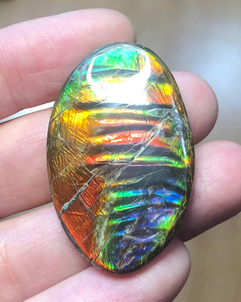 Auction Closed! Free shiping🌈🌈Auction!! **Please read the description** Rainbow Striatons! Natural hand polished, Free Form . FFNT166 Ammolite High Grade.