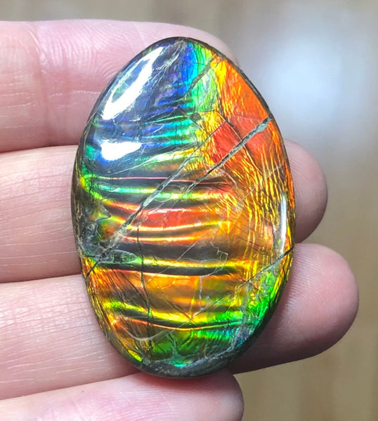 Auction Closed! Free shiping🌈🌈Auction!! **Please read the description** Rainbow Striatons! Natural hand polished, Free Form . FFNT166 Ammolite High Grade.
