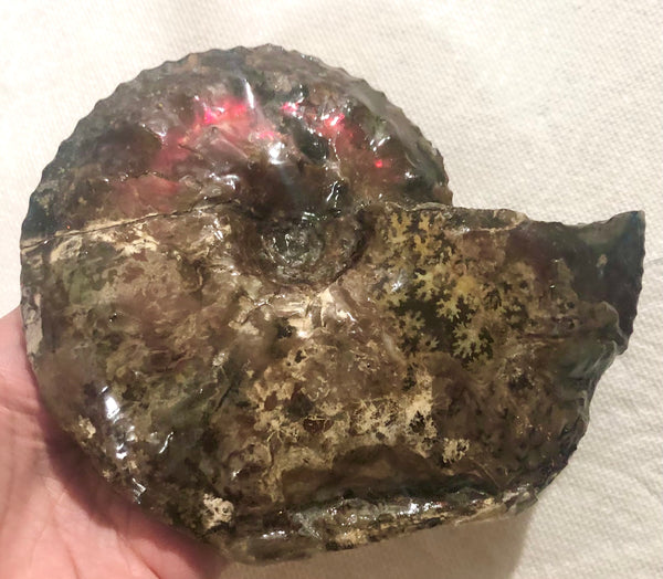 Ammolite Placenticeras Intercalare  153x122mm ***Free Shipping***  AF-59  Ammolite  Ammonite Fossil