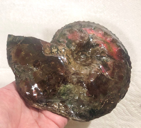 Ammolite Placenticeras Intercalare  153x122mm ***Free Shipping***  AF-59  Ammolite  Ammonite Fossil