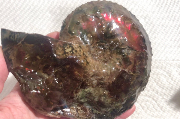 Ammolite Placenticeras Intercalare  153x122mm ***Free Shipping***  AF-59  Ammolite  Ammonite Fossil