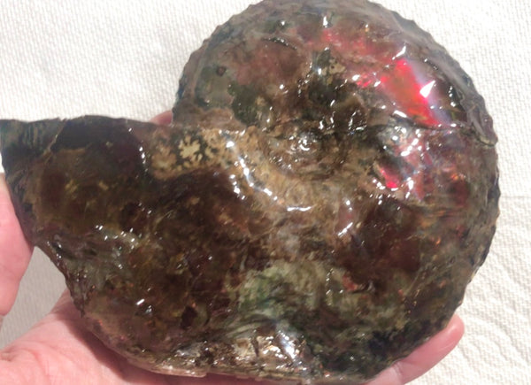 Ammolite Placenticeras Intercalare  153x122mm ***Free Shipping***  AF-59  Ammolite  Ammonite Fossil