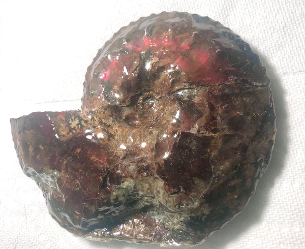 Ammolite Placenticeras Intercalare  153x122mm ***Free Shipping***  AF-59  Ammolite  Ammonite Fossil