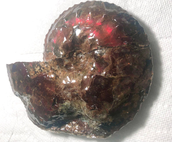 Ammolite Placenticeras Intercalare  153x122mm ***Free Shipping***  AF-59  Ammolite  Ammonite Fossil