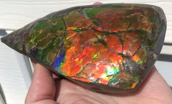 CS-215 Collector Display Ammolite Natural POLISHED Three Sided Specimen Gemstone Section Edge Keel Piece, Feng Shui, Ammonite, Fossil, Home Décor,FREE SHIPPING