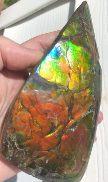 CS-215 Collector Display Ammolite Natural POLISHED Three Sided Specimen Gemstone Section Edge Keel Piece, Feng Shui, Ammonite, Fossil, Home Décor,FREE SHIPPING