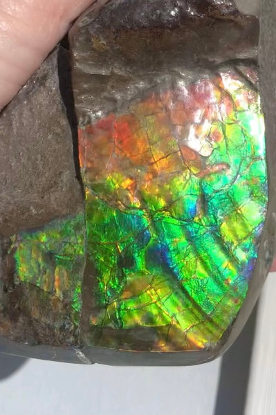 CS-215 Collector Display Ammolite Natural POLISHED Three Sided Specimen Gemstone Section Edge Keel Piece, Feng Shui, Ammonite, Fossil, Home Décor,FREE SHIPPING