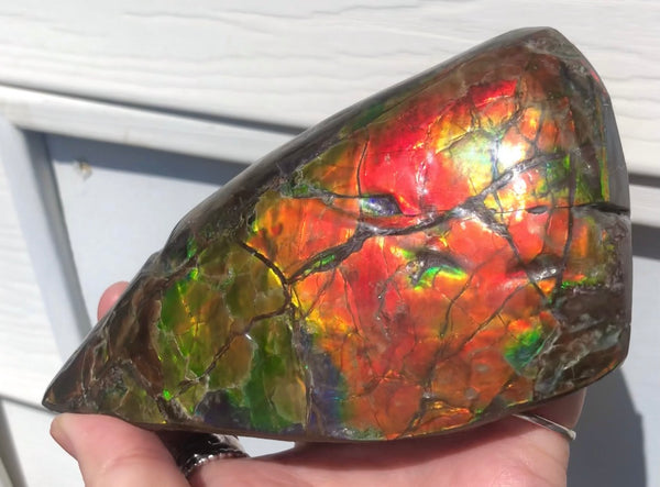 CS-215 Collector Display Ammolite Natural POLISHED Three Sided Specimen Gemstone Section Edge Keel Piece, Feng Shui, Ammonite, Fossil, Home Décor,FREE SHIPPING