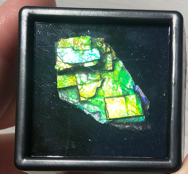 Ammolite Rough Display  33x18.5mm - RS-19 Rough Stone Collection Ammlite  アンモライト 原石ラフ