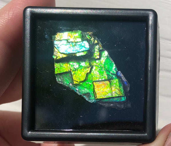 Ammolite Rough Display  33x18.5mm - RS-19 Rough Stone Collection Ammlite  アンモライト 原石ラフ