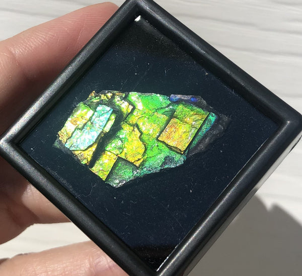 Ammolite Rough Display  33x18.5mm - RS-19 Rough Stone Collection Ammlite  アンモライト 原石ラフ