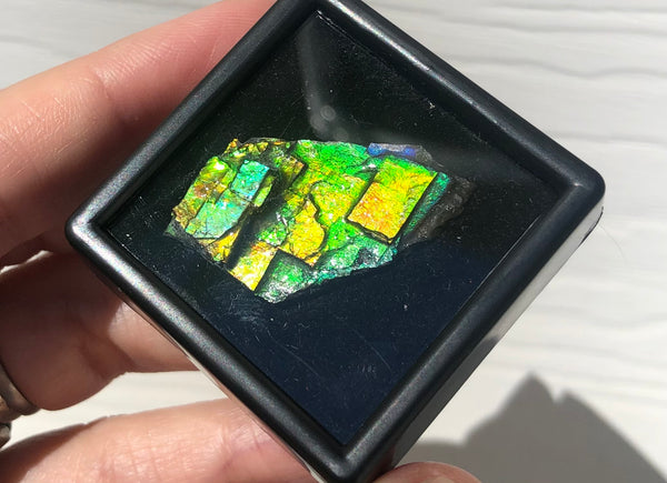 Ammolite Rough Display  33x18.5mm - RS-19 Rough Stone Collection Ammlite  アンモライト 原石ラフ
