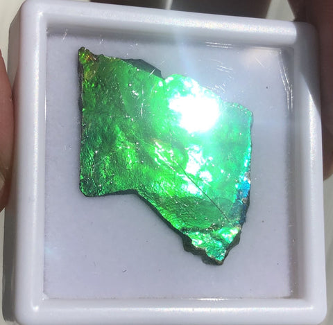 Ammolite Rough Display  30x23mm - RS-17 Rough Stone Collection Ammlite  アンモライト 原石ラフ