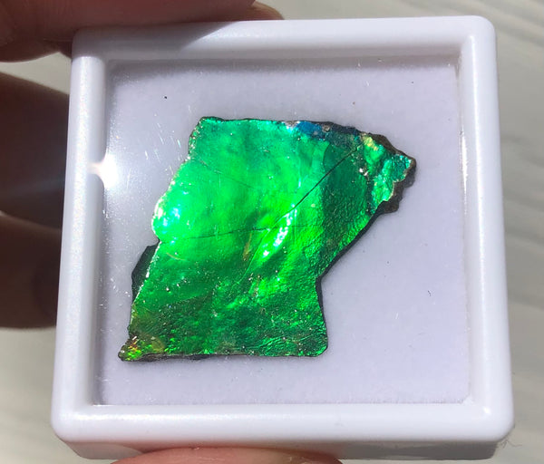 Ammolite Rough Display  30x23mm - RS-17 Rough Stone Collection Ammlite  アンモライト 原石ラフ
