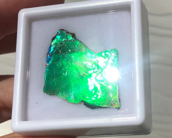 Ammolite Rough Display  30x23mm - RS-17 Rough Stone Collection Ammlite  アンモライト 原石ラフ