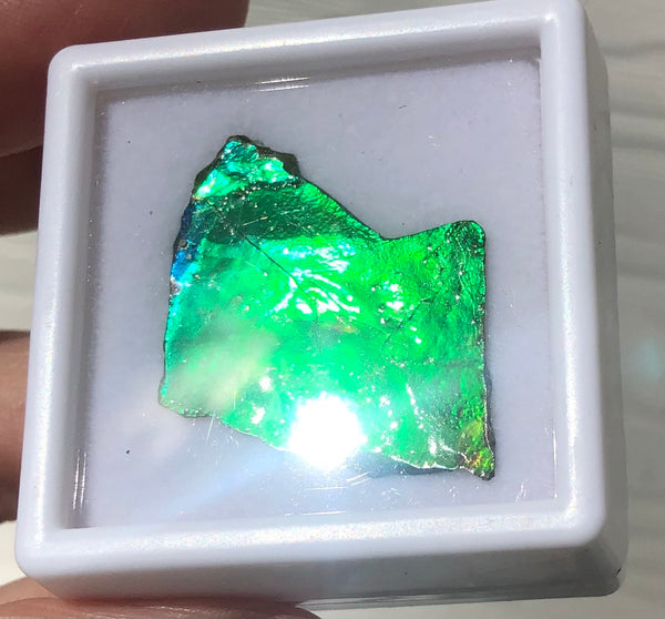 Ammolite Rough Display  30x23mm - RS-17 Rough Stone Collection Ammlite  アンモライト 原石ラフ