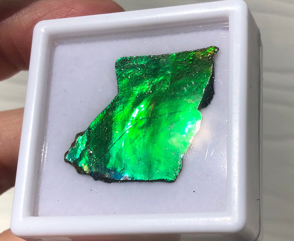 Ammolite Rough Display  30x23mm - RS-17 Rough Stone Collection Ammlite  アンモライト 原石ラフ