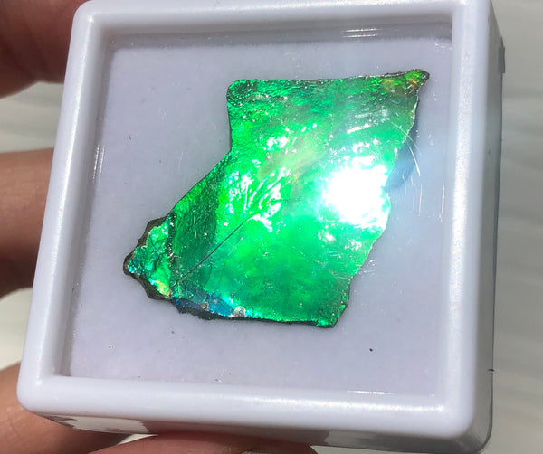 Ammolite Rough Display  30x23mm - RS-17 Rough Stone Collection Ammlite  アンモライト 原石ラフ