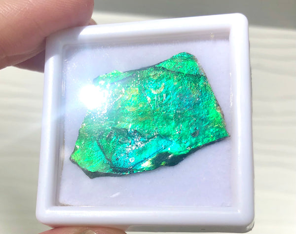 Ammolite Rough Display  30x23mm - RS-16 Rough Stone Collection Ammlite  アンモライト 原石ラフ