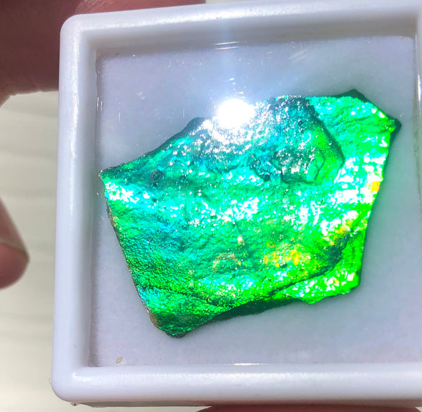 Ammolite Rough Display  30x23mm - RS-16 Rough Stone Collection Ammlite  アンモライト 原石ラフ