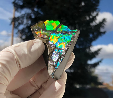 2"  Ammolite Rough Display Double-Sided  51mm - RS-22  Rough Stone Collection Ammolite