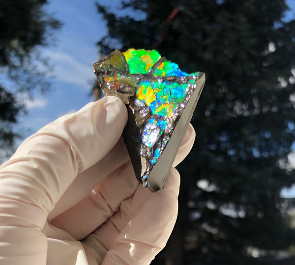 2"  Ammolite Rough Display Double-Sided  51mm - RS-22  Rough Stone Collection Ammolite