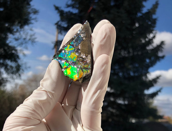 2"  Ammolite Rough Display Double-Sided  51mm - RS-22  Rough Stone Collection Ammolite