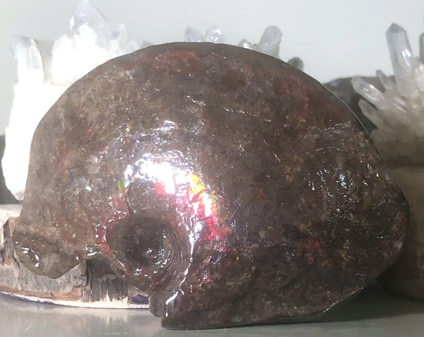 Canadian Ammolite Partial Fossil Placenticeras AF-62 beautiful swirl.112x 78x  28mm