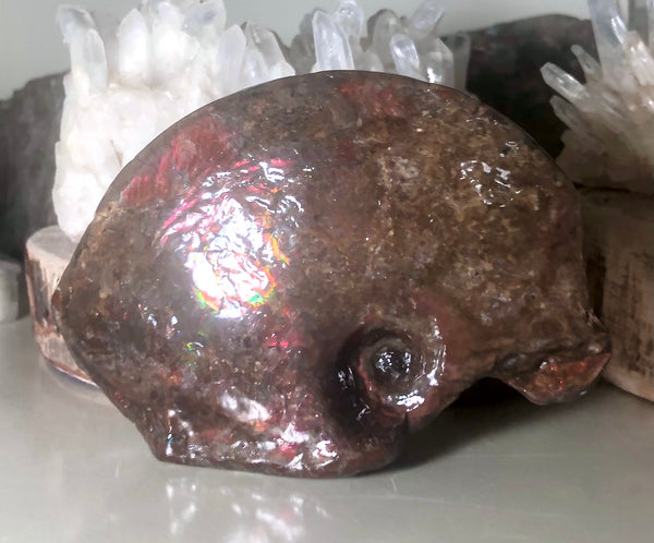 Canadian Ammolite Partial Fossil Placenticeras AF-62 beautiful swirl.112x 78x  28mm