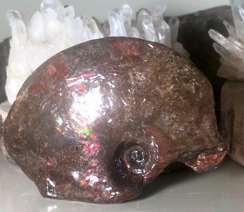 Canadian Ammolite Partial Fossil Placenticeras AF-62 beautiful swirl.112x 78x  28mm