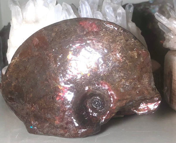 Canadian Ammolite Partial Fossil Placenticeras AF-62 beautiful swirl.112x 78x  28mm