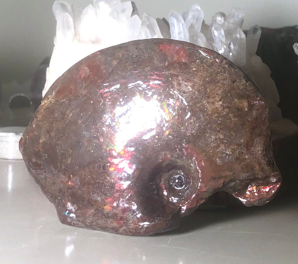 Canadian Ammolite Partial Fossil Placenticeras AF-62 beautiful swirl.112x 78x  28mm