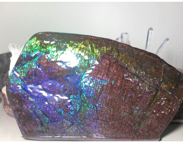 Dragon Skin Collector Stone Double Sided Specimen - CS-206***FREE SHIPPING****アンモライト　コレクターストーン