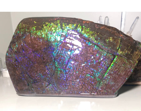 Dragon Skin Collector Stone Double Sided Specimen - CS-206***FREE SHIPPING****アンモライト　コレクターストーン