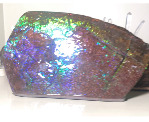 Dragon Skin Collector Stone Double Sided Specimen - CS-206***FREE SHIPPING****アンモライト　コレクターストーン