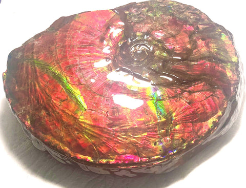 Ammonite Fossil - Placenticeras Intercalare　Ammolite in Matrix　AF-60 アンモナイト 完全体　プラセンティセラス　インターカラレ　アンモライト