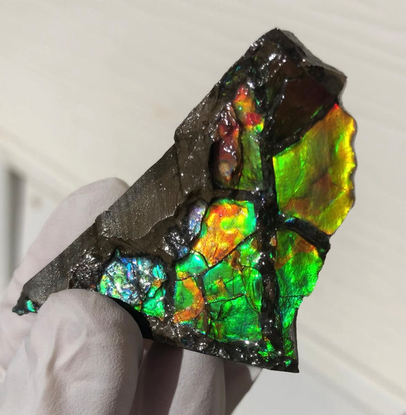 2"  Ammolite Rough Display Double-Sided  51mm - RS-22  Rough Stone Collection Ammolite