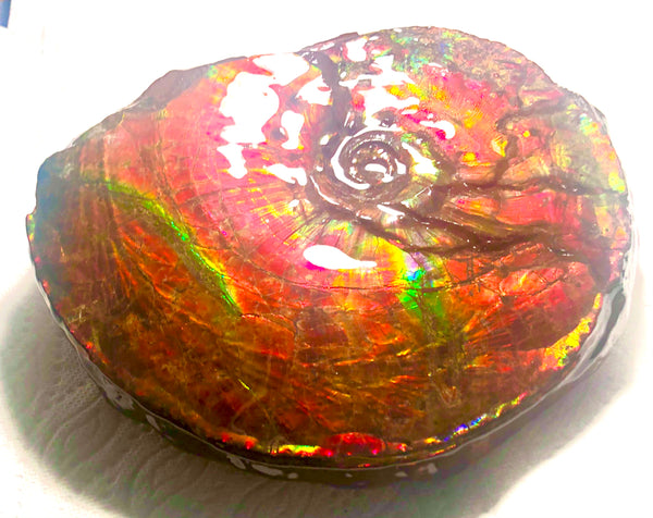 Ammonite Fossil - Placenticeras Intercalare　Ammolite in Matrix　AF-60 アンモナイト 完全体　プラセンティセラス　インターカラレ　アンモライト