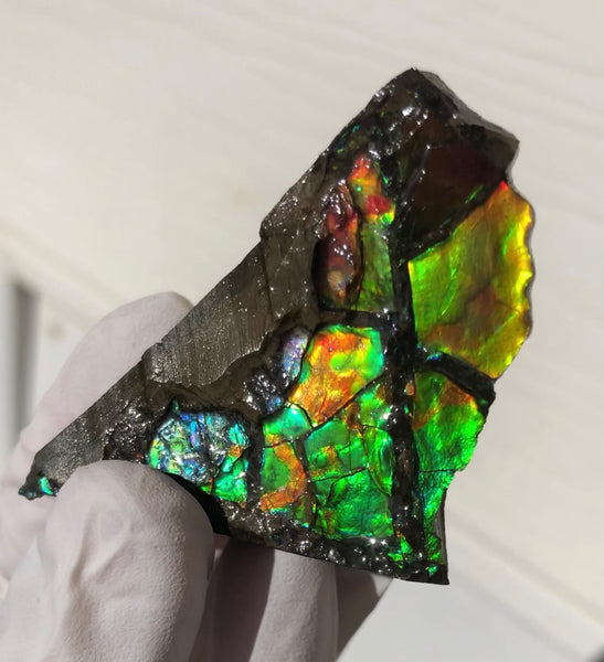 2"  Ammolite Rough Display Double-Sided  51mm - RS-22  Rough Stone Collection Ammolite