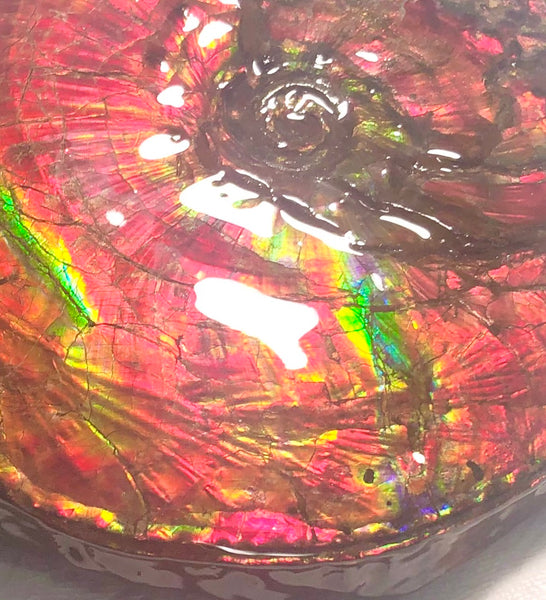 Ammonite Fossil - Placenticeras Intercalare　Ammolite in Matrix　AF-60 アンモナイト 完全体　プラセンティセラス　インターカラレ　アンモライト